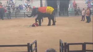 Шоу слонов в Тайланде. Это восторг!