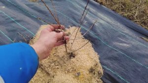 Сад после аномально снежной зимы 2026! Обрезка и формировка Облепихи, Подкормка сада ранней весной!