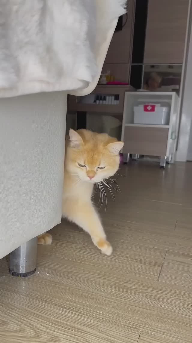 Моя кошка спрятала это от меня… #кошка #кошки