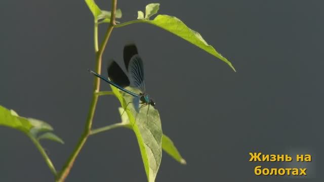 Природа. Жизнь на болотах