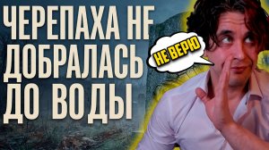 TURTLE WOW ЗАКРЫЛИ.Аморалов реакт