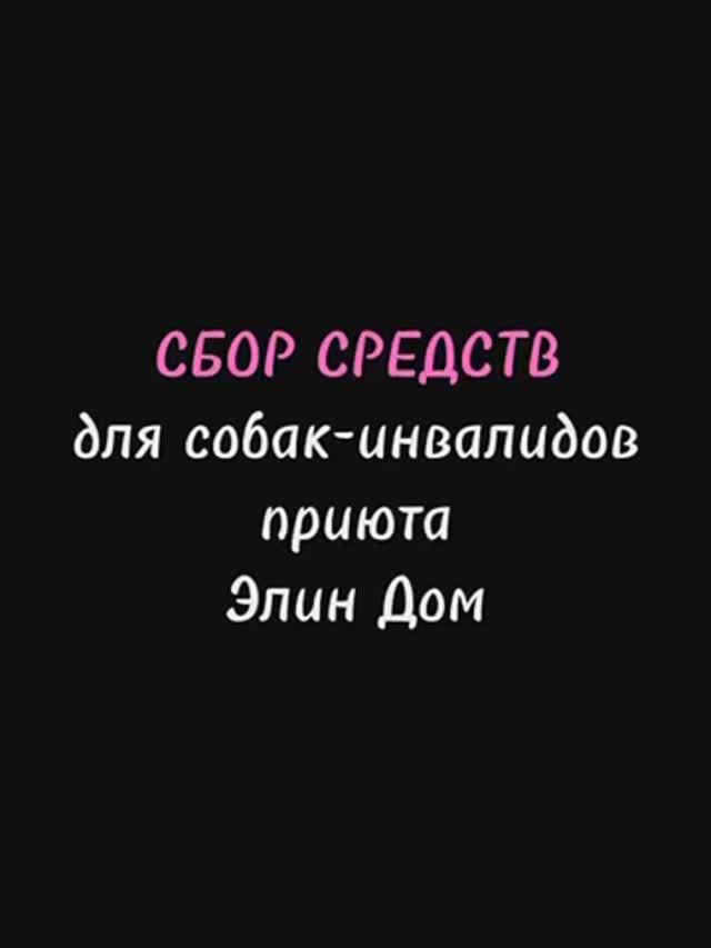Сбор средств для собак-инвалидов
