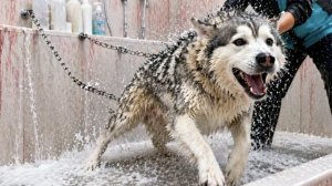 ХАСКИ РОКИ СБЕЖАЛ С ГРУМИНГА! Собака в истерике!