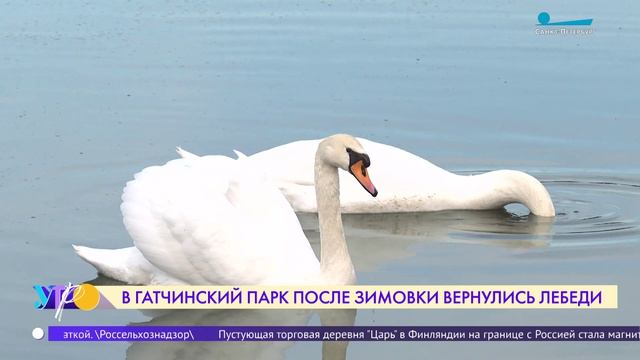 В Гатчинский парк после зимовки вернулись лебеди