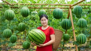 366 дней сбора урожая с гигантского арбузного сада весом более 1000 кг. Продаем — Elli Life