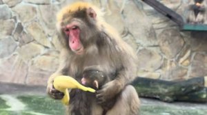 Малыш Риты-Маргагиты ТАКАЯ ЛАПОЧКА , такой активный, просто прелесть❤️