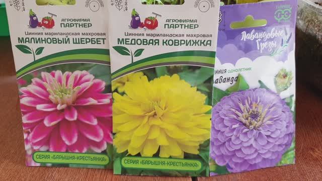 Циния. Семена Гавриш или Партнёр. У кого лучше всхожесть семян?