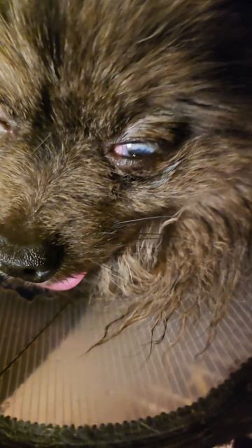 Как глаз у Луны шпиц собака животные шпицы