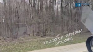 Водителей предупреждают о лосях на трассе Тула – Щекино