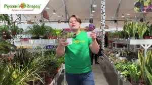 Скромная и нежная фиалка: советы для всех и для каждого!