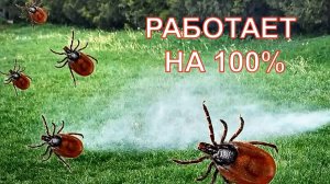 Теперь КЛЕЩИ будут убегать от вас, а тля забудет дорогу к вашим деревьям. СЕКРЕТ старого егеря!