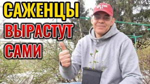 Саженцы КРЫЖОВНИКА, СМОРОДИНЫ, ЖИМОЛОСТИ как из питомника за одно лето своими руками