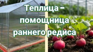 Редис в теплице для раннего урожая