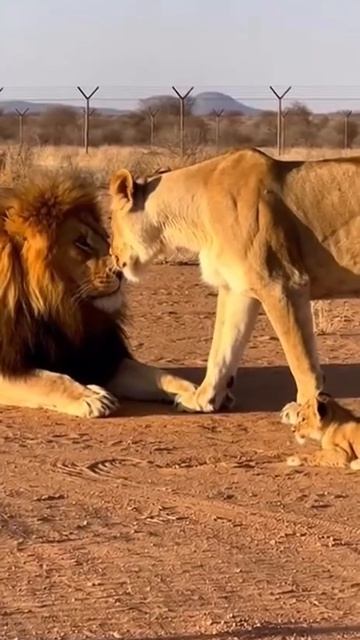 Маму лучше не злить