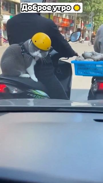 🐱 Кот байкер 🏍️