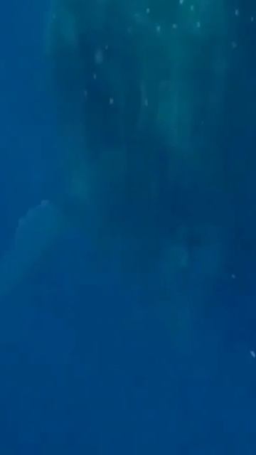 Спящий кит - да, именно так - вниз головой 🐳