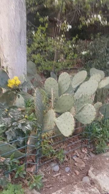 Расцветает потихоньку Ялта