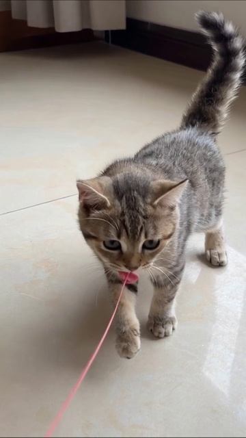 Маленький котенок играет с ленточкой #котята #игры #милота