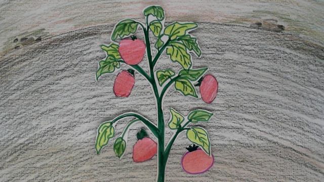 ОГОРОД Семенов Михаил - 3 класс