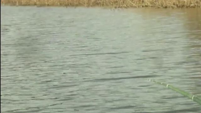 13 АПРЕЛЯ ПЛОТВА НАЧИНАЕТ КЛЕВАТЬ