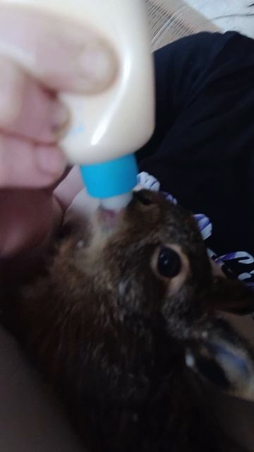 наша пасхальная находка. зайчик.