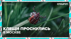 ОПАСНОСТЬ ОТ КЛЕЩЕЙ | Нужна ли прививка? | Болезни от клещей | Спецреп