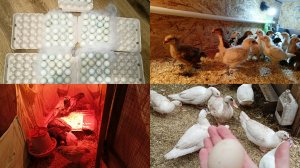 Отсадила цыплят. Наполнила бункерные кормушки. Собираю яйцо. Упаковка яйца