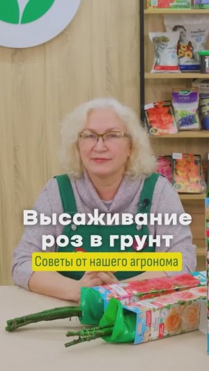 Высаживание розы в грунт