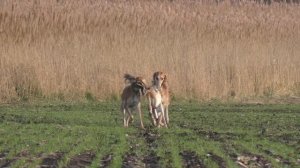 Охота с борзыми. 2016 год