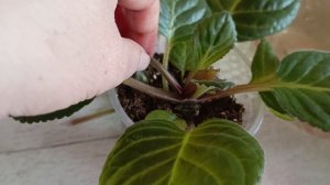 обзор цветущих глоксиний из семян ❤корни у Пеларгонии за два дня 🤗👍