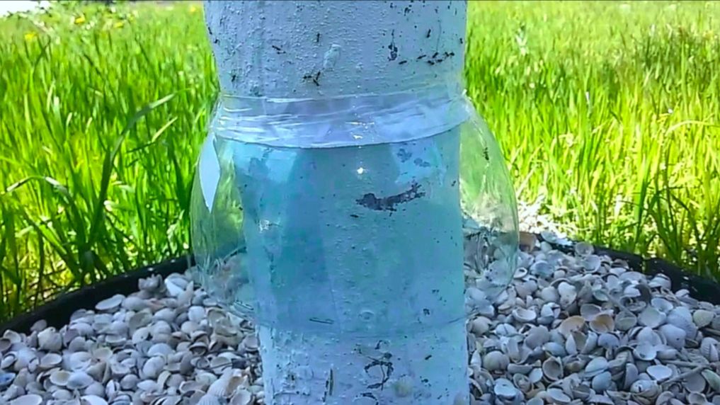 КАК ЗАЩИТИТЬ ДЕРЕВЬЯ ОТ МУРАВЬЁВ