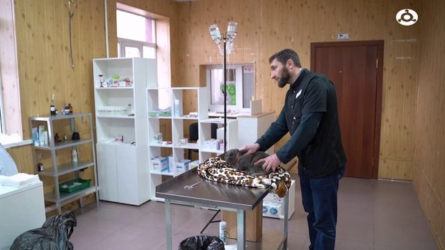 ЗОЖ. Бешенство