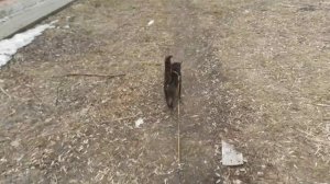 Слайд-шоу, весна, апрель, Тишкины прогулки.