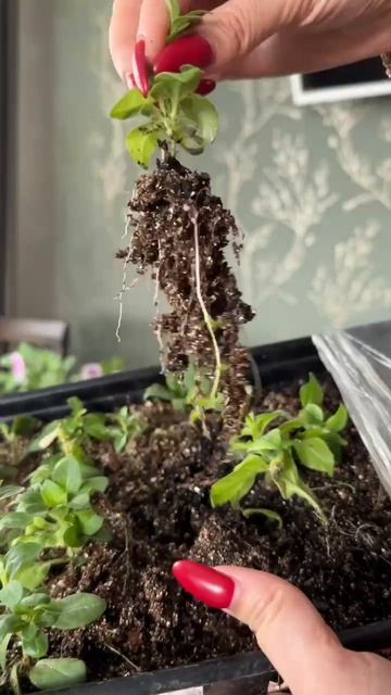 Черенкование растений: простой способ размножения