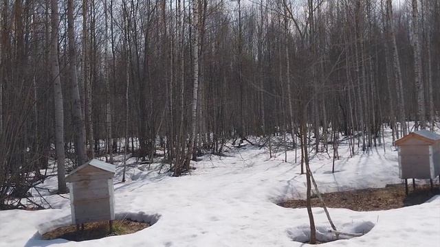 14 апреля  на эко пасеке естественного пчеловодства