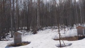 14 апреля  на эко пасеке естественного пчеловодства