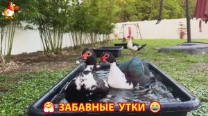 Забавные утки мускусные и пекинские на свободном выгуле со своими друзьями ч.(384) ❣️🤗😂