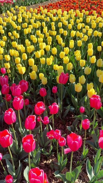 InShot_20260412_195752556 ЯЛТА Никитский ботанический сад