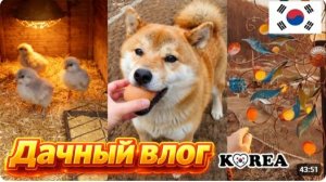 КАК ВЫЖИВАЕТ РУССКОЯЗЫЧНАЯ ЖЕНА В ЮЖНОЙ КОРЕЕ: Большой обзор участка / KOREA VLOG