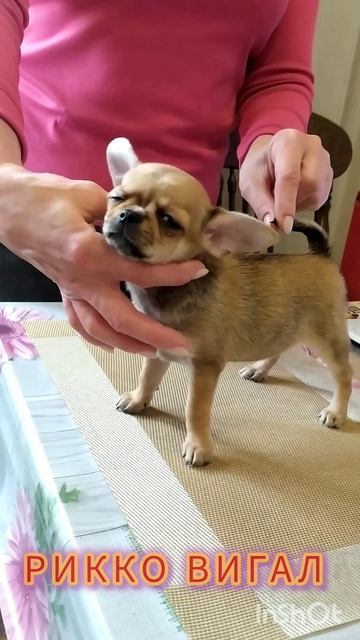 Девочка чихуахуа в продаже