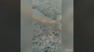 Закат. Море. Лето. Видео из архива.