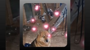 1000056086.mp4 (Собака наблюдает за устройством лестницы на 2-ой этаж в доме А-фрейм)