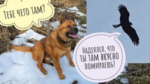 АСМР прогулка по весеннему лесу: пение птиц, шуршание листьев, немного ветра. Пёс Кубик нашёл снег!