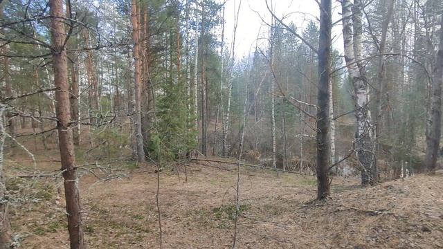 РОШАЛЬСКИЙ ЛЕС.