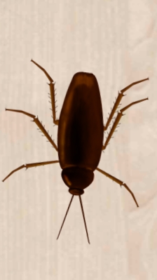 Добрый жук-жук часть 1.Спасение от богомола.История