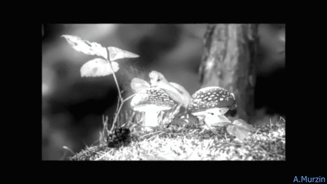 Angelo Taylor - PulStar