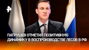 Патрушев: в 2025 году лесное хозяйство принесло в бюджет 90 млрд рублей