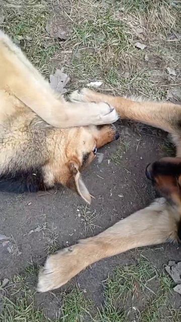 СОБАЧЬИ НЕЖНОСТИ!