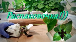 Посылка с антуриумом "Мистик" и "Рейнбоу Чемпион"! А так же эксперимент с размножения от листа .