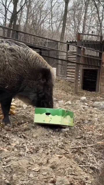 В Зоосаде обнаружены самые вежливые гурманы Хабаровского края!